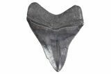 Fossil Megalodon Tooth - South Carolina #358998-1